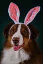 Studio portrait of Aussie on dark green background. Happy New Year 2023 rabbit. Dog with pink bunny ears on head. Happy