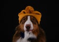 Studio portrait aussie listening to music. Dog DJ. Concept of pet behaves like human. Australian Shepherd with knitted Royalty Free Stock Photo