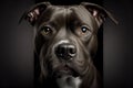 Studio portrait of black Staffordshire Bull Terrier