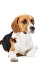 Studio Portrait Of Beagle Dog Lying Against White Background Royalty Free Stock Photo