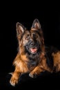 Studio portrait beautiful german shepherd dog Royalty Free Stock Photo