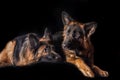 Studio portrait beautiful german shepherd dogs Royalty Free Stock Photo