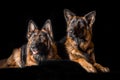 Studio portrait beautiful german shepherd dogs Royalty Free Stock Photo