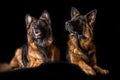 Studio portrait beautiful german shepherd dogs Royalty Free Stock Photo