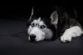 Studio portrait beautiful husky dog with blue eyes. Royalty Free Stock Photo