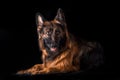 Studio portrait beautiful german shepherd dog Royalty Free Stock Photo