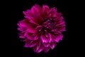 Studio portrait of a beautiful single Thomas Edisson Dahlia bloom, isolated over black background.