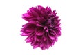 Studio portrait of a beautiful single Thomas Edisson Dahlia bloom, isolated over white background.