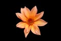 Studio portrait of a beautiful single Waltzing Matilda Dahlia bloom, isolated over black background.