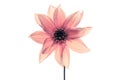 Studio portrait of a beautiful single Waltzing Matilda Dahlia bloom, isolated over white background.