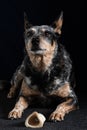 Studio portrait of a beautiful tri-coloured Blue Heeler Dog Royalty Free Stock Photo