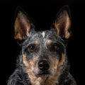 Studio portrait of a beautiful tri-coloured Blue Heeler Dog Royalty Free Stock Photo