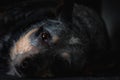 Studio portrait of a beautiful tri-coloured Blue Heeler Dog Royalty Free Stock Photo