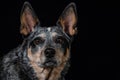 Studio portrait of a beautiful tri-coloured Blue Heeler Dog Royalty Free Stock Photo