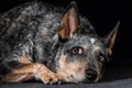 Studio portrait of a beautiful tri-coloured Blue Heeler Dog Royalty Free Stock Photo