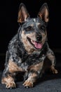 Studio portrait of a beautiful tri-coloured Blue Heeler Dog Royalty Free Stock Photo