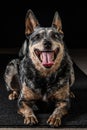 Studio portrait of a beautiful tri-coloured Blue Heeler Dog Royalty Free Stock Photo