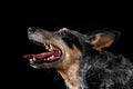 Studio portrait of a beautiful tri-coloured Blue Heeler Dog Royalty Free Stock Photo