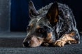 Studio portrait of a beautiful tri-coloured Blue Heeler Dog Royalty Free Stock Photo