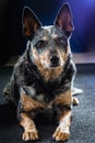 Studio portrait of a beautiful tri-coloured Blue Heeler Dog Royalty Free Stock Photo