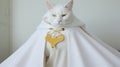 Studio portrait of a beautiful white cat wearing a yellow scarf on grey background.