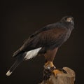 Studio portrait of a bird of prey close up, Harris`s hawk Parabuteo unicinctus sitting on a trunk of a tree with a brown and