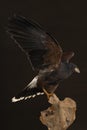 Studio portrait of a bird of prey close up, Harris`s hawk Parabuteo unicinctus sitting on a trunk of a tree with a brown and