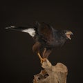 Studio portrait of a bird of prey close up, Harris`s hawk Parabuteo unicinctus sitting on a trunk of a tree with a brown and