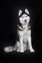 Studio portrait on black background sitting smiling Siberian husky dog with blue eyes. Royalty Free Stock Photo