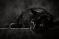 Studio portrait of black cat