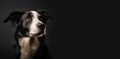 Studio portrait of a Border Collie dog on a black horizontal background with space for text. Close-up of a pet. Generative AI