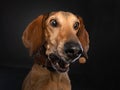 Studio portrait of a brown dog making a funny face while catching a treat.