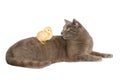 Studio portrait of cat with baby chick Royalty Free Stock Photo
