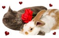 Studio portrait of cat in love with baby bunny Royalty Free Stock Photo