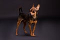 Studio portrait of cute terrier dog. Royalty Free Stock Photo