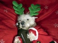 Dog In Santa Costume. Humour, festive. Reindeer Westie. Royalty Free Stock Photo