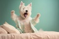 fat west highland white terrier dancing on bed created with Generative AI technology Royalty Free Stock Photo