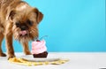 Studio portrait of funny Brussels Griffon dog eating tasty cake against color background