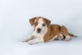 Studio portrait funny cute puppy American Staffordshire Terrier on light blue background, close-up Royalty Free Stock Photo