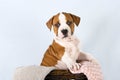 Studio portrait funny cute puppy American Staffordshire Terrier on light blue background, close-up Royalty Free Stock Photo