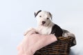 Studio portrait funny cute puppy American Staffordshire Terrier on light blue background, close-up Royalty Free Stock Photo