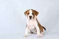 Studio portrait funny cute puppy American Staffordshire Terrier sitting on light blue background, close-up Royalty Free Stock Photo