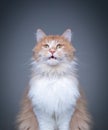 fluffy maine coon cat looking shocked making funny face Royalty Free Stock Photo