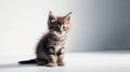 studio portrait of gray and white tabby kitten light gray background Royalty Free Stock Photo