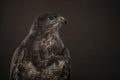 Studio portrait of a Harris Hawk seen from the side againt a brown background