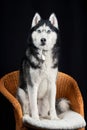 Studio portrait husky dog. Husky on black background. Royalty Free Stock Photo