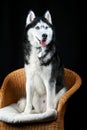 Studio portrait husky dog. Husky on black background. Royalty Free Stock Photo