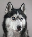 Studio portrait cute husky dog with blue eyes on gray background, close-up. Royalty Free Stock Photo