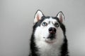 Studio portrait husky dog looking