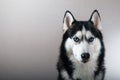 Studio portrait husky dog with